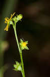 Beaked agrimony